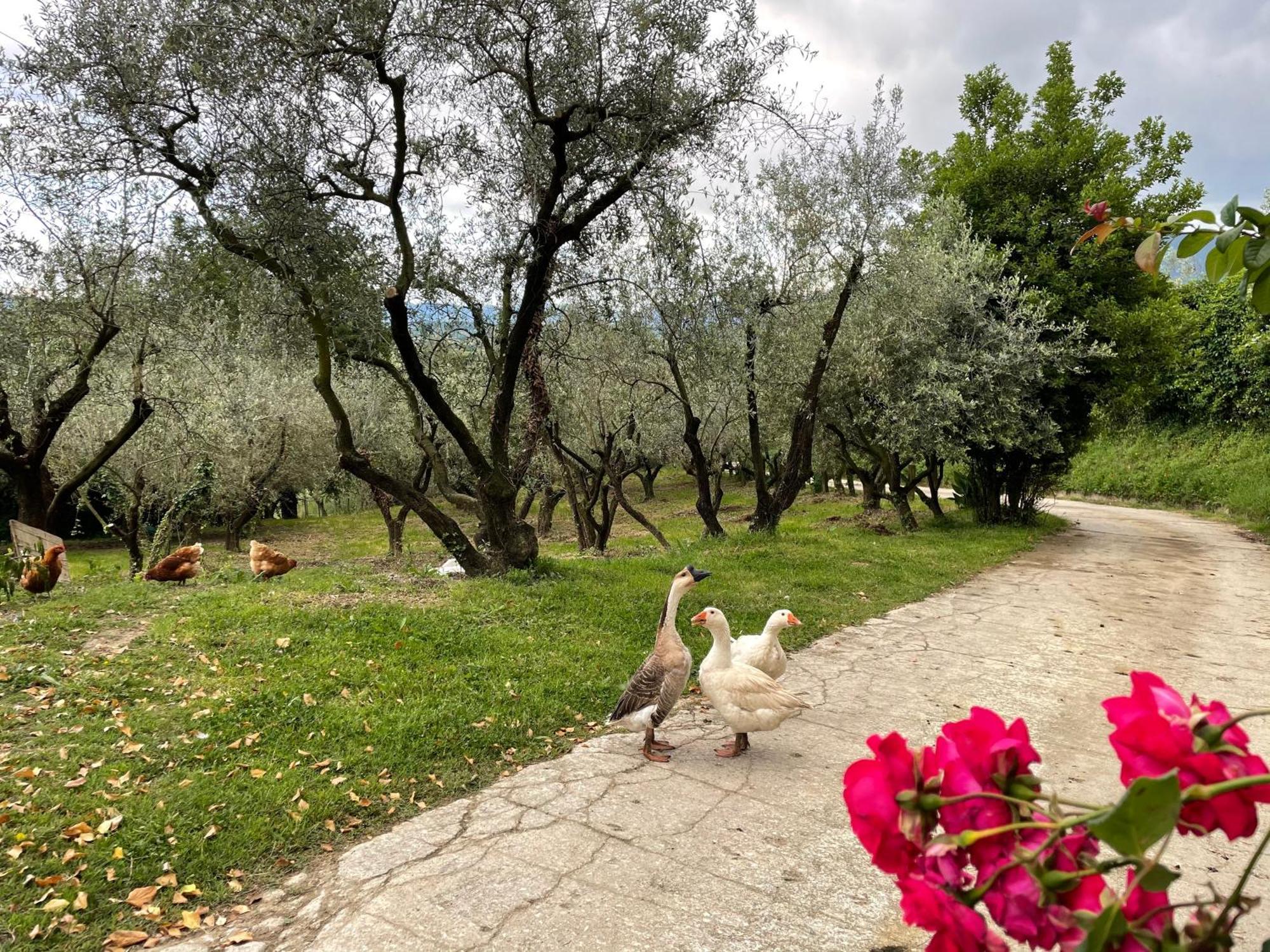 Agriturismo Torre Ercolana Anagni Eksteriør billede