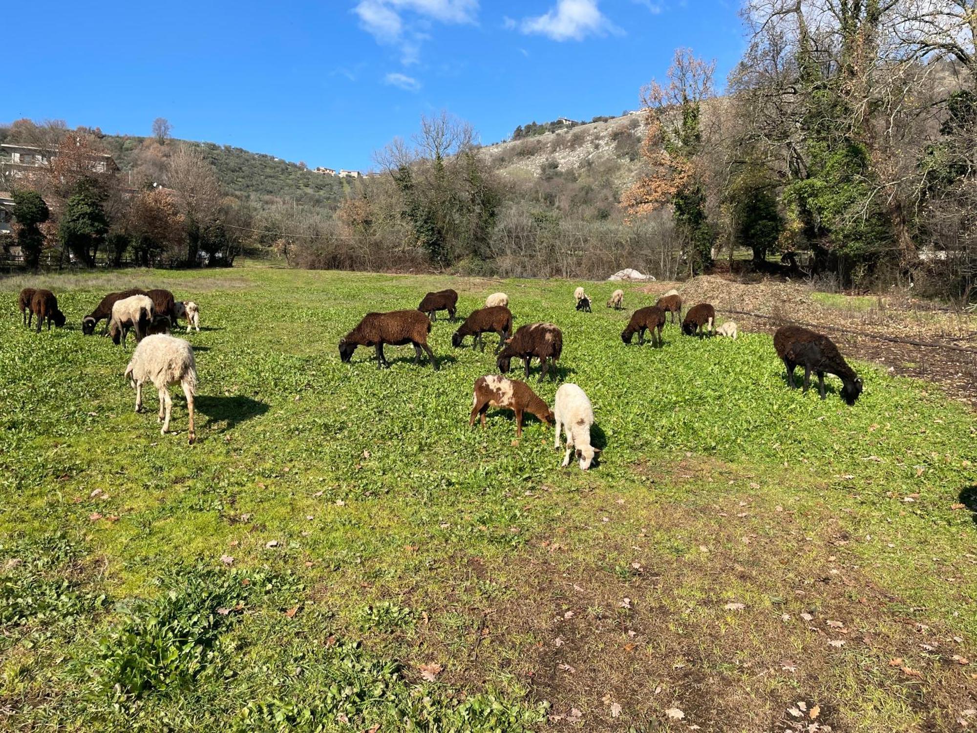 Agriturismo Torre Ercolana Anagni Eksteriør billede
